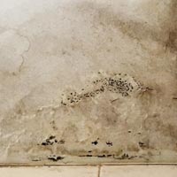 moisissure sur mur