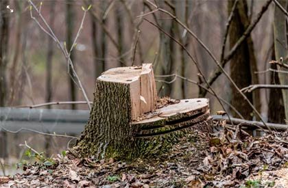 souche d'un arbre coupé