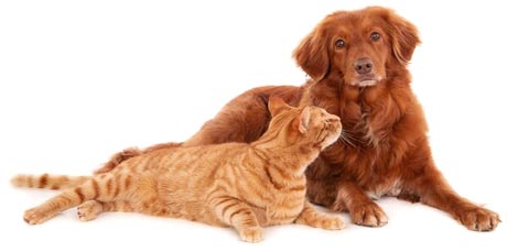 chien et chat roux en bonne santé