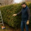 homme en train d'inspecter sa haie avec une échelle et une élagueuse à proximité