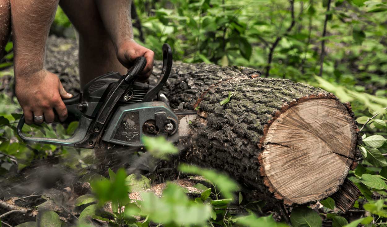 découpe d'une grosse branche à la tronçonneuse