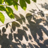 Gros plan de feuilles projetant des ombres graphiques sur un sol clair, ambiance fraîche de jardin en plein été.