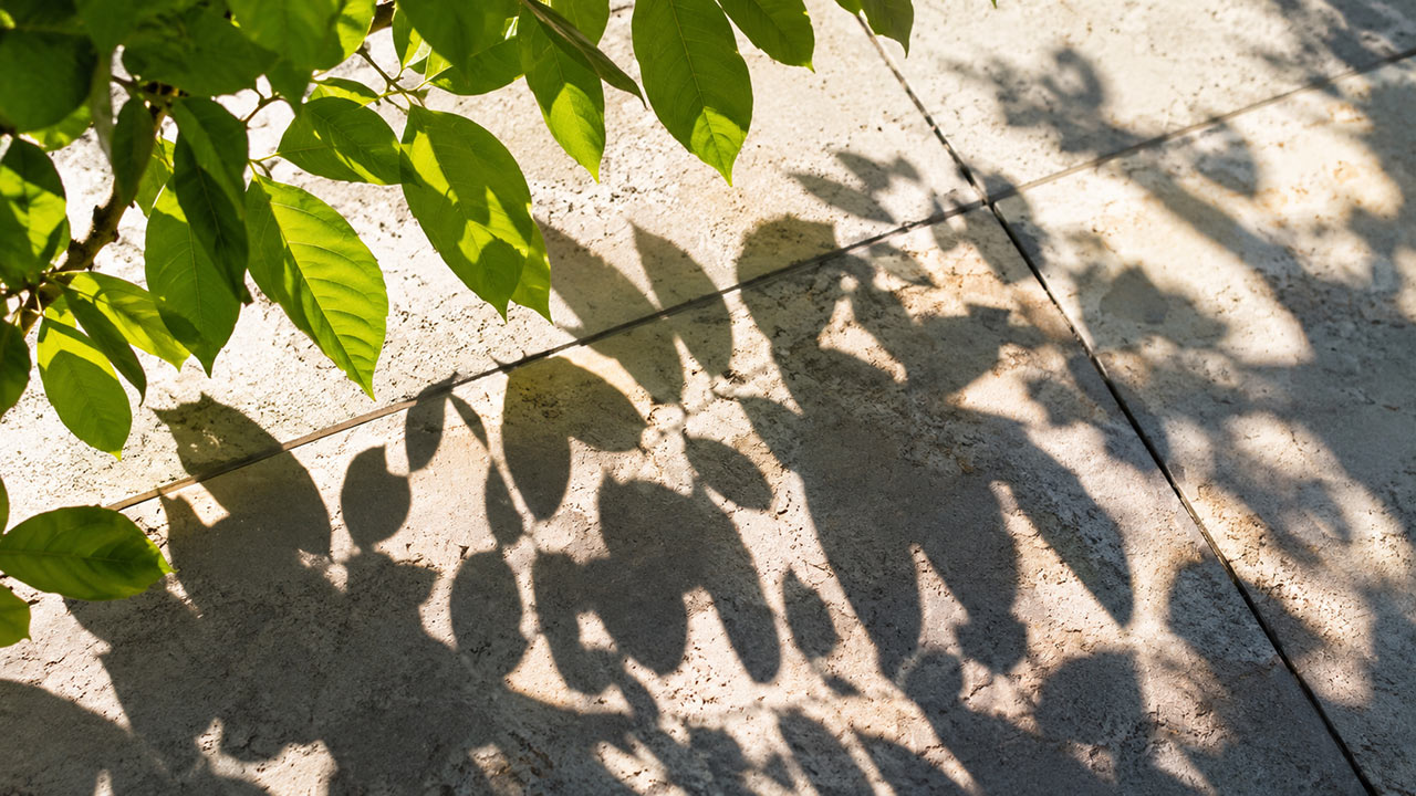 Gros plan de feuilles projetant des ombres graphiques sur un sol clair, ambiance fraîche de jardin en plein été.