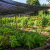 Potager familial protégé par un filet d’ombrage noir, avec salades, aromatiques et tomates sous un soleil d’été