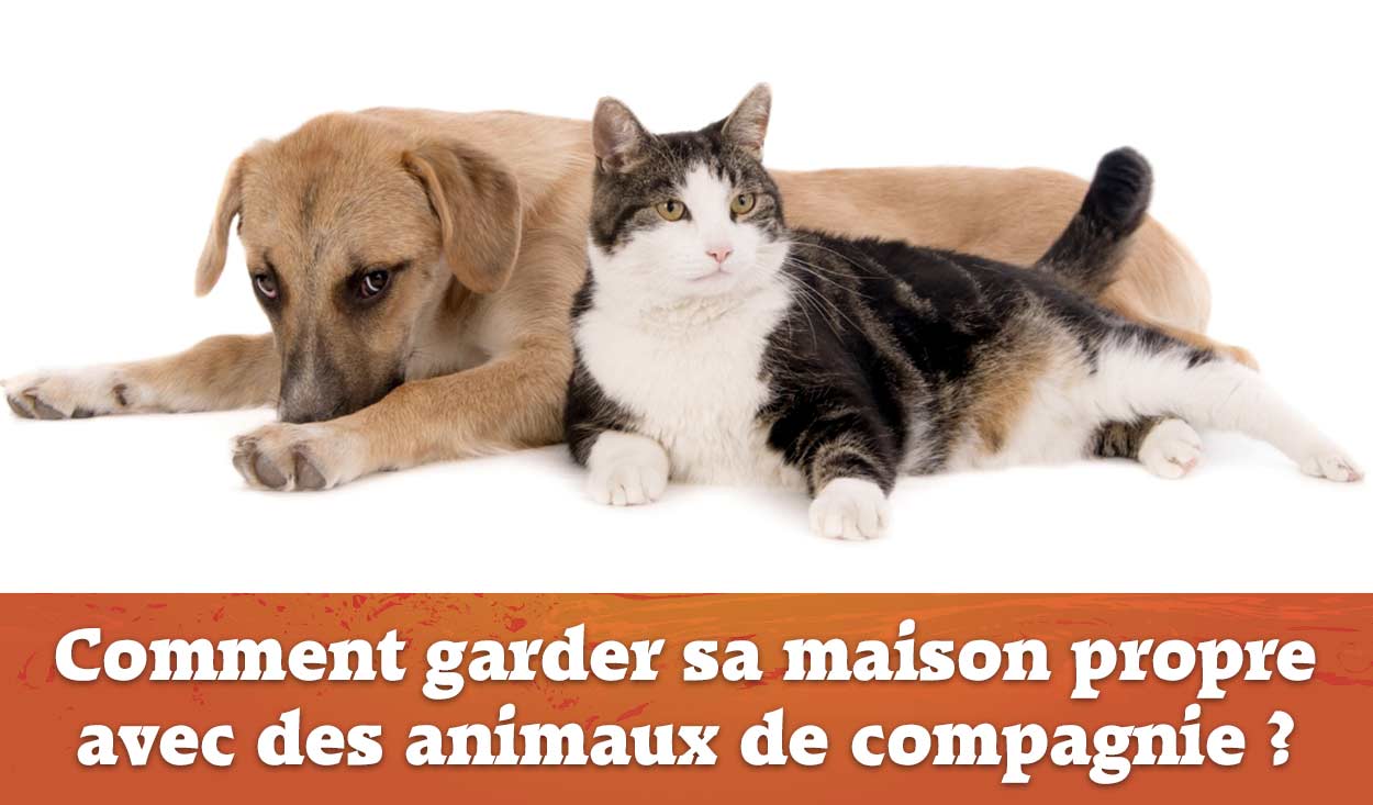 Comment garder sa maison propre avec des animaux de compagnie ?