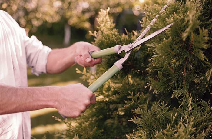 Homme taillant un arbuste