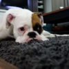 chien sur tapis
