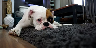 chien sur tapis
