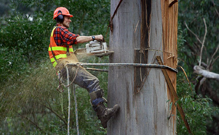 arboriste utilisant une tronçonneuse